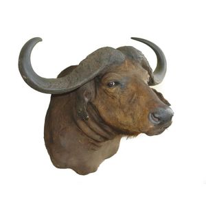 A large and impressive taxidermy head mount of a Cape buffalo