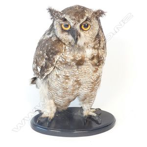 A taxidermy spotted eagle owl, standing on a black lacquer oval…