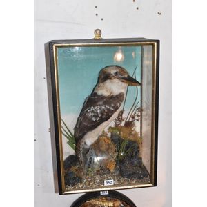 19th century taxidermy of Australian kookaburra in glazed case…