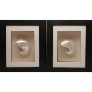 A pair of framed polished Nautilus shells frame size 48 cm x 40…