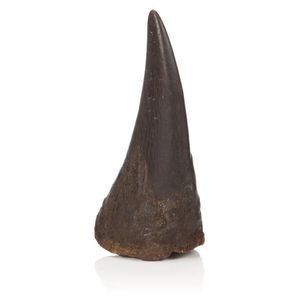 A 19th century rhinoceros horn from the Patrick Jameson estate…