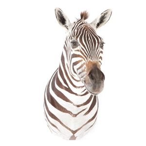 A taxidermy shoulder mount zebra. Height 100 cm. Depth 77 cm