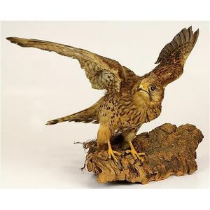Victorian taxidermy of a Falcon Columbarius on a timber mounted…