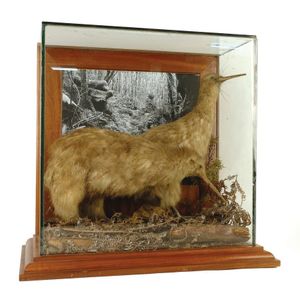 A pair of cased taxidermy kiwi birds, one with head held high,…