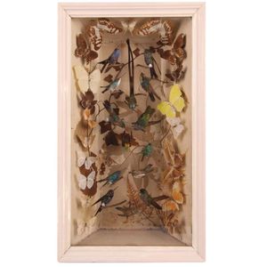 A cased diorama of humming birds and butterflies. From the…