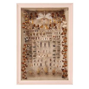 A cased 19th century diorama of various crawling insects, moths…
