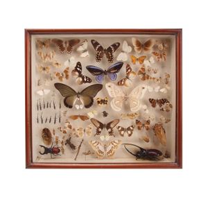 A cased diorama of various crawling insects and butterflies.…
