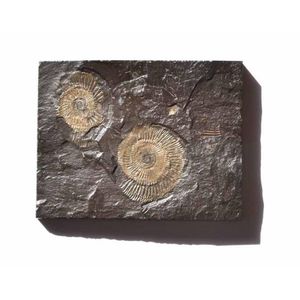 An ammonite (Cephalopoda) marine fossil This ammonite fossil…