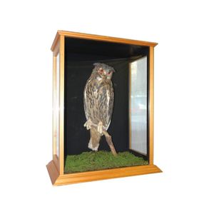 A large taxidermy Eurasian owl, displayed in a rimu framed…