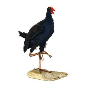 A taxidermy pukeko, he stands on one leg, the other raised,…