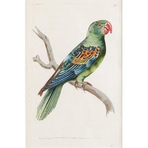 A copper engraving from 'The Naturalists Miscellany' by George…