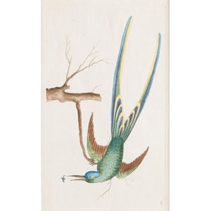 A copper engraving from 'The Naturalists Miscellany' by George…