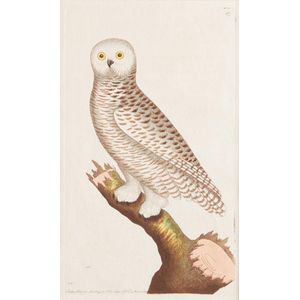 A copper engraving from 'The Naturalists Miscellany' by George…
