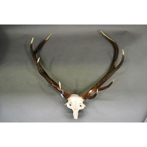 Antique French trophy 8 point antlers with skull section…