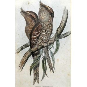 J Gould + H C Richter Podgarus Plumiferus (Plumed Podargus)…