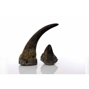 Two early 20th century white rhinoceros horns consisting of the…