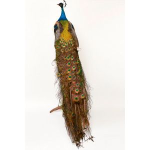 Elegant taxidermy peacock (Pavo Cristatus), 20th century,…