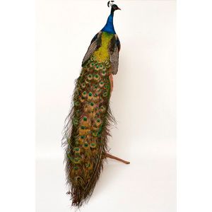 Mounted Taxidermy Bird ~48" Head-to-Tail Details about   Beautiful Large Peacock 
