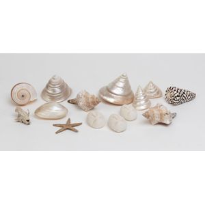 A collection of shells and fossils, comprising approximately…