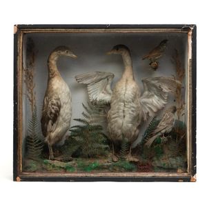 Antique 19th C Victorian Diorama of 40 taxidermy tropical birds