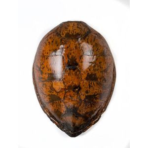 Sea turtle shell of impressive proportions, 19th century, 88 x…
