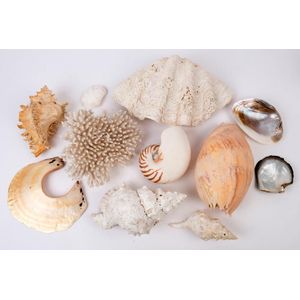 Shells: group including giant clam, bailer shell, nautilus and…