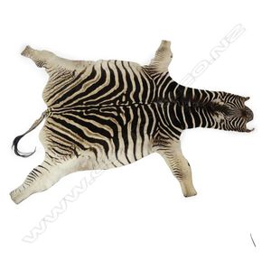 A vintage zebra skin, with head, mane and tail. 2360 X 210 cm.