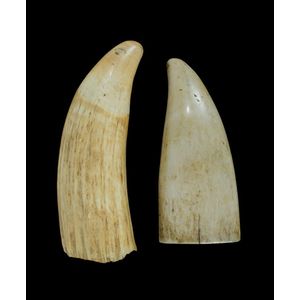 Two large 19th century sperm whale teeth. Showing good age…