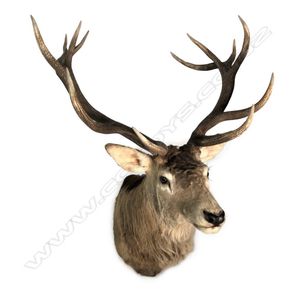 A taxidermy 16-pointer Royal Red deer head mount, the antler…