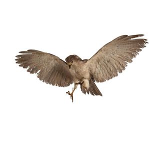 A taxidermied hawk in flight, early to mid 20th century,…