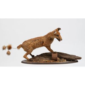 A taxidermied fox display, early to mid 20th century, 46 cm…