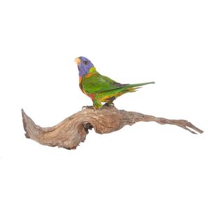 A taxidermy rainbow lorikeet, standing on a branch, length 50 cm