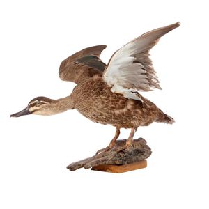 A taxidermy duck, the female mallard with wings outstretched,…
