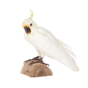 A taxidermy sulphur crested cockatoo, standing on a half log,…