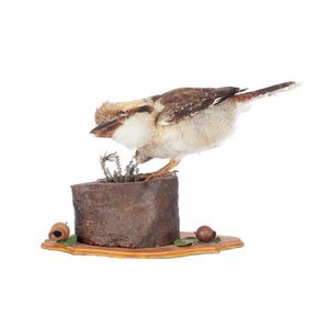 A taxidermy kookaburra, on a log with gum nuts and foliage,…