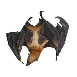 A taxidermy pied butcher bird and flying fox, the bird posing…