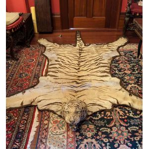 A tiger skin with fully taxidermied head, 19th century. 260 cm…