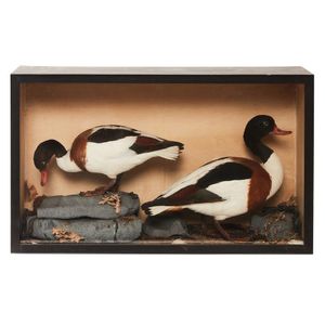 A cased pair of Victorian taxidermy Shieldrakes,…