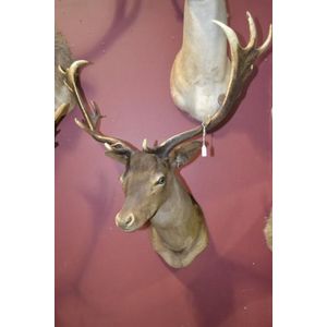 7-Point Chital Deer Half-Turned Mount - 135cm - Natural History
