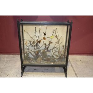 Victorian butterfly, insect & beetle diorama in glass cabinet c.…