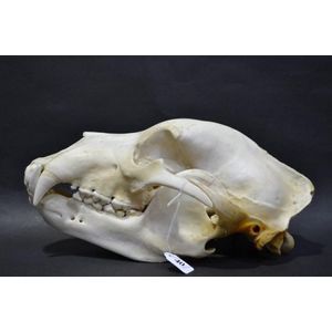 Rare 40cm Grizzly Bear Skull - Natural History - Industry Science ...