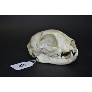 Feral Cat Skull - Natural History - Industry Science & Technology