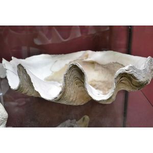 Antique Papau New Guinea 100 year old clam shell, 2 ft long,…