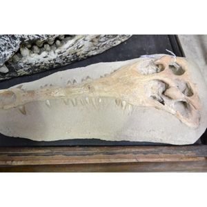 Prehistoric crocodile fossil skull specimen with teeth in tact,…