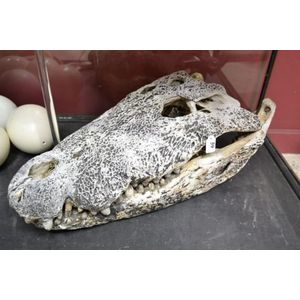 Large antique Papua New Guinea saltwater crocodile skull, teeth…
