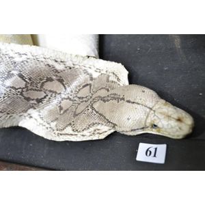 A reticulated snake skin, with attached head, 12 ft long