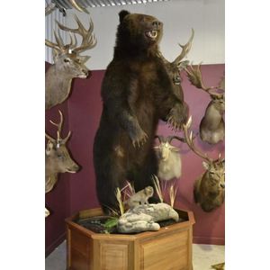 Russian kamchatka bear full body mount in attacking standing…