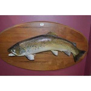 Vintage Trout Taxidermy on Wooden Plaque - Natural History - Industry ...