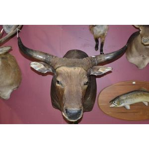 Taxidermy banteng bull shoulder, mounted pedestal on stand