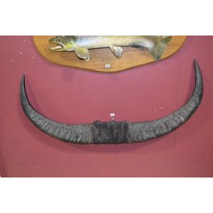 Large Northern Territory set of water buffalo horns, 1.2 metre…